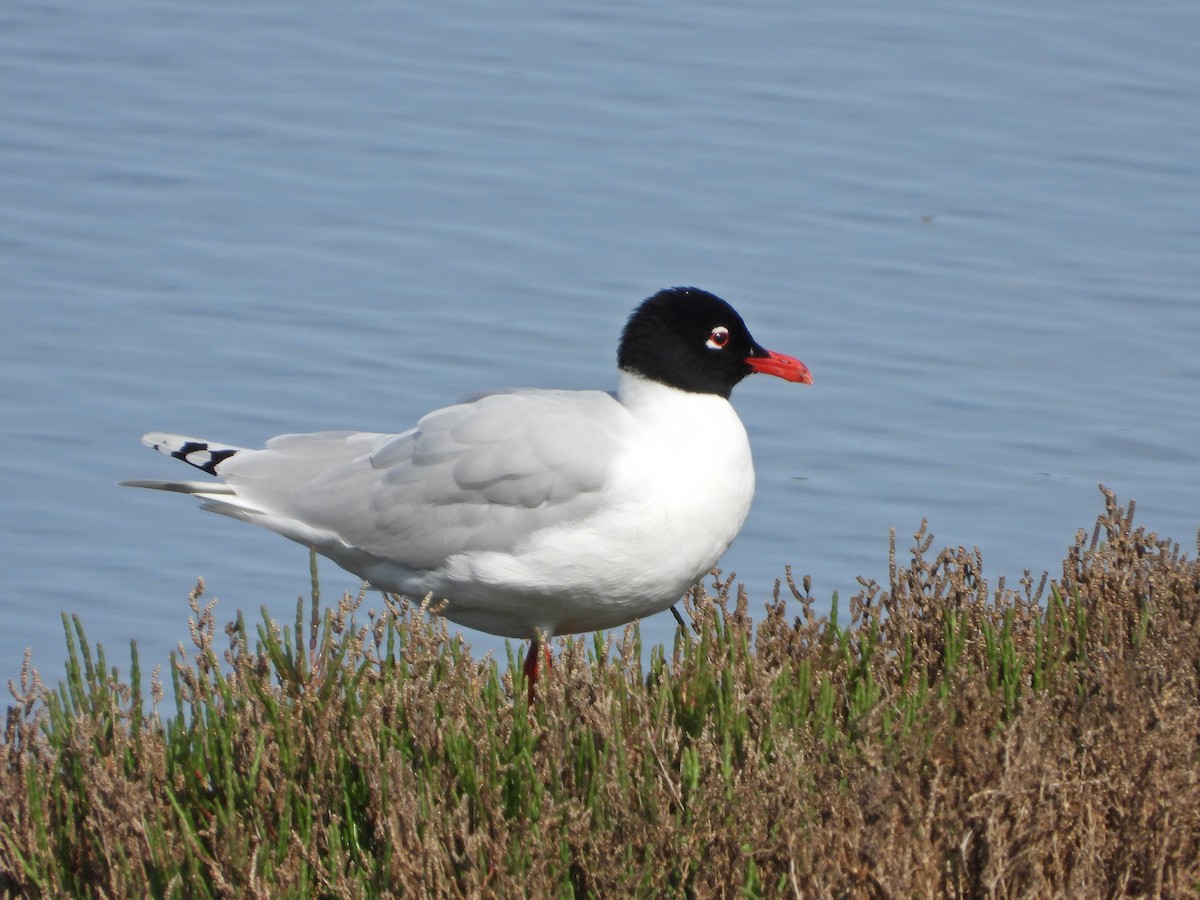 Mediterranean Gull - ML617092154