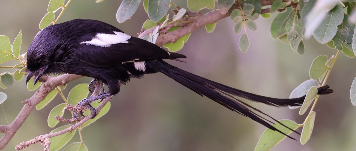 Magpie Shrike - ML617092155