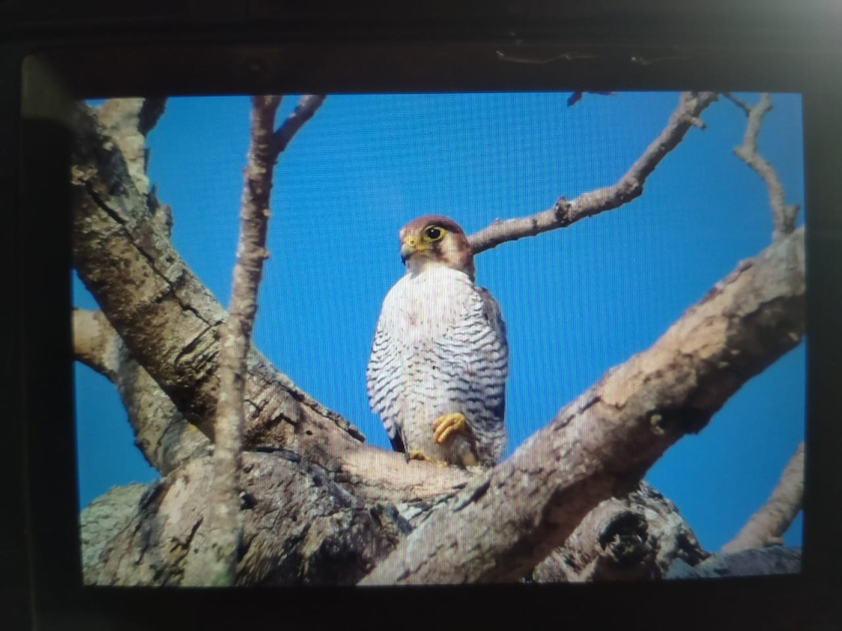 Red-necked Falcon - Arun Nair
