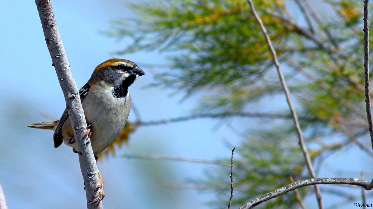 Dead Sea Sparrow - Ozgun Sozuer