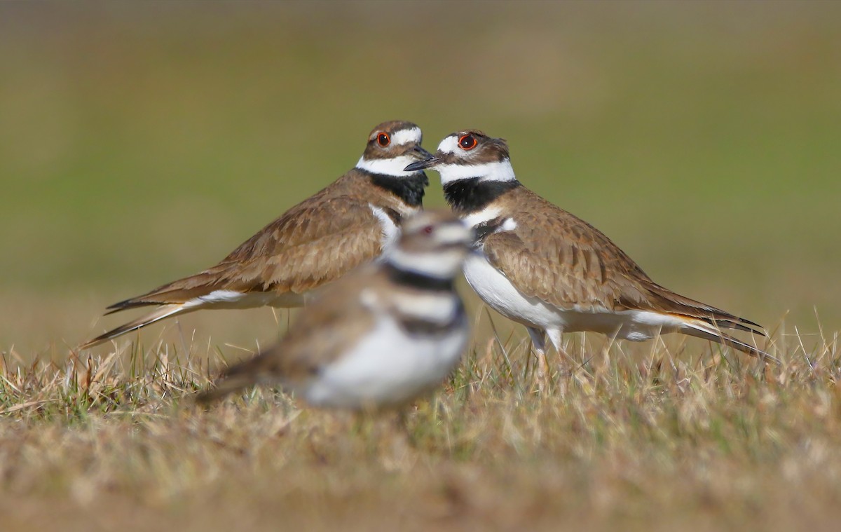 Killdeer - Marie-Josee D'Amour