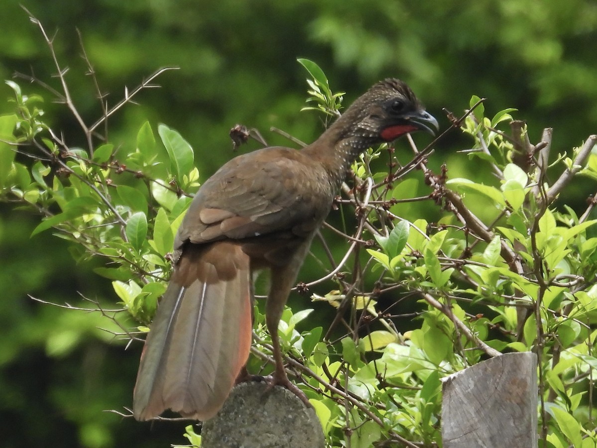 Speckled Chachalaca - ML617092183