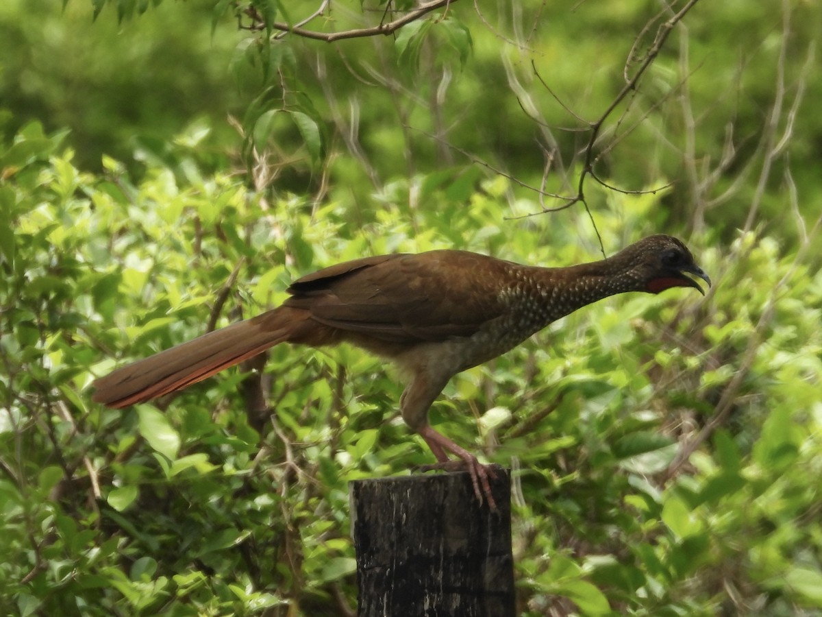 Speckled Chachalaca - ML617092185