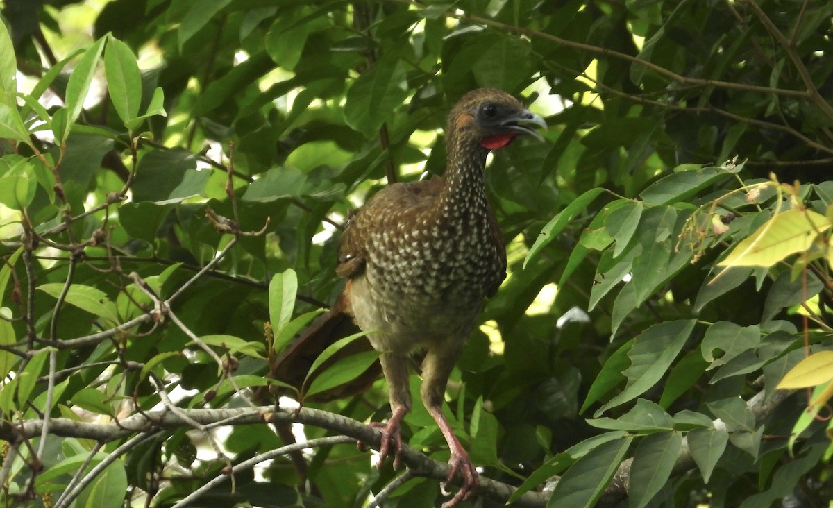 Speckled Chachalaca - ML617092187