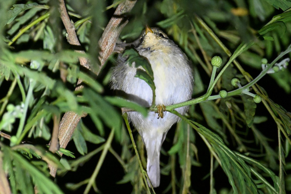 Phylloscopus sp. - ML617092203