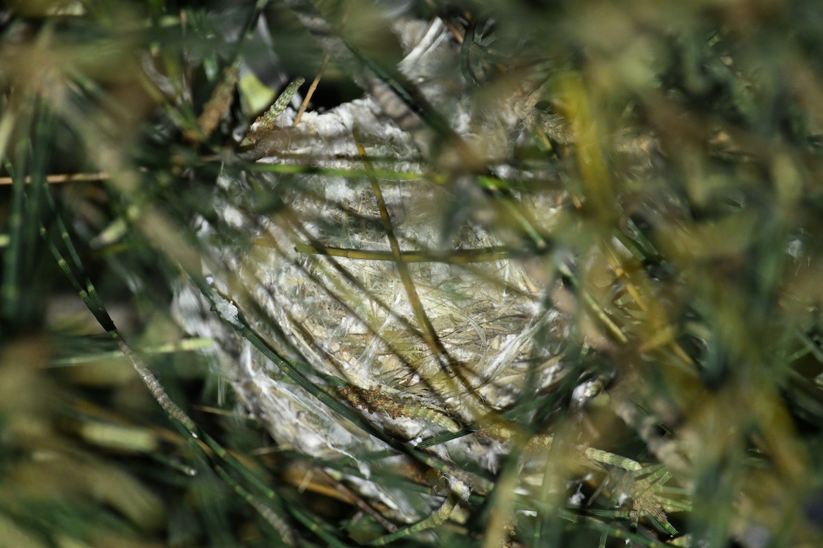 Swinhoe's White-eye - ML617092204