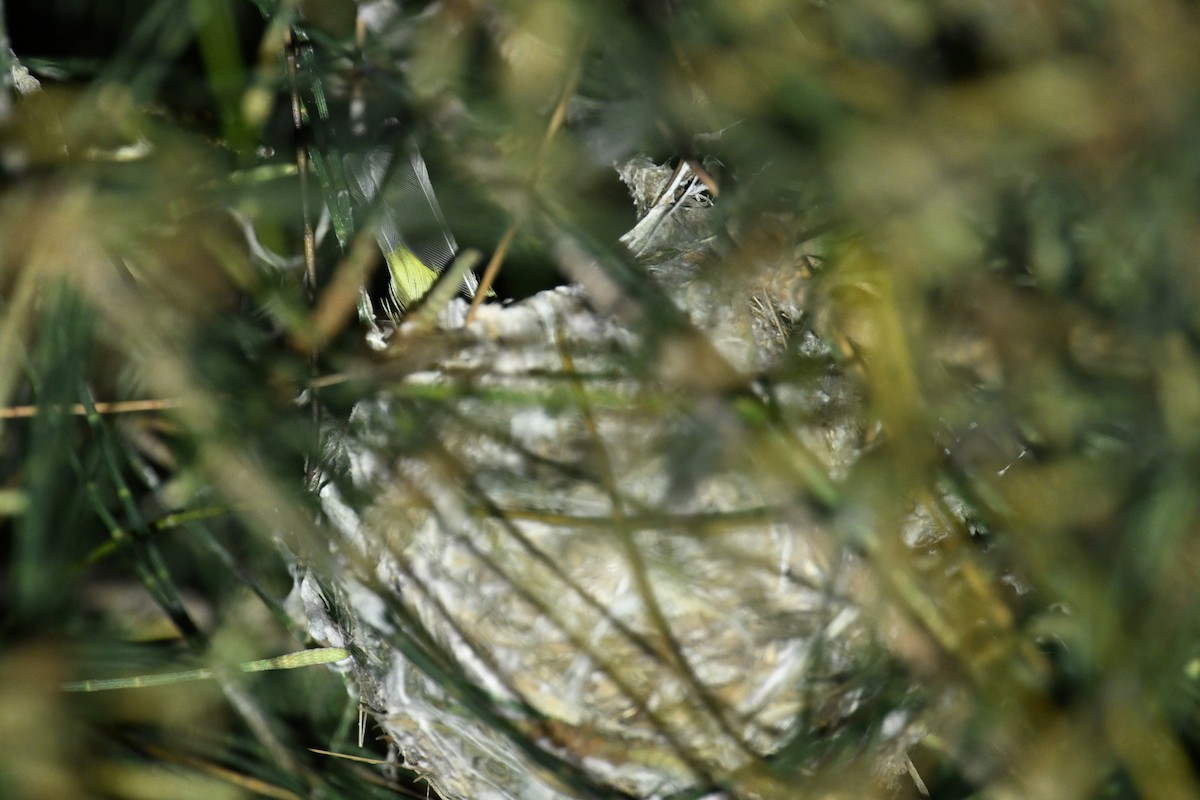 Swinhoe's White-eye - ML617092205