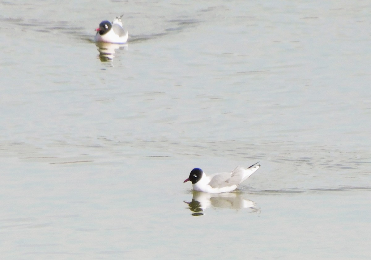 Franklin's Gull - Alfred Scott