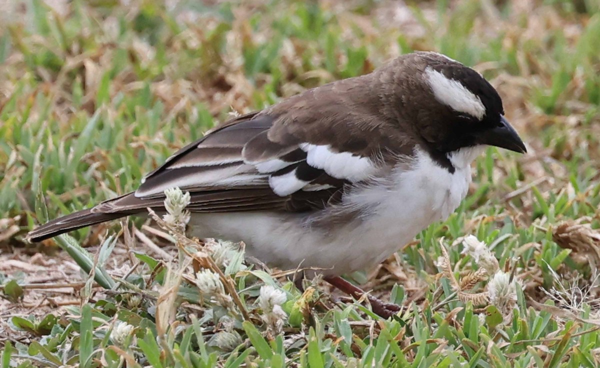 White-browed Sparrow-Weaver - ML617092222