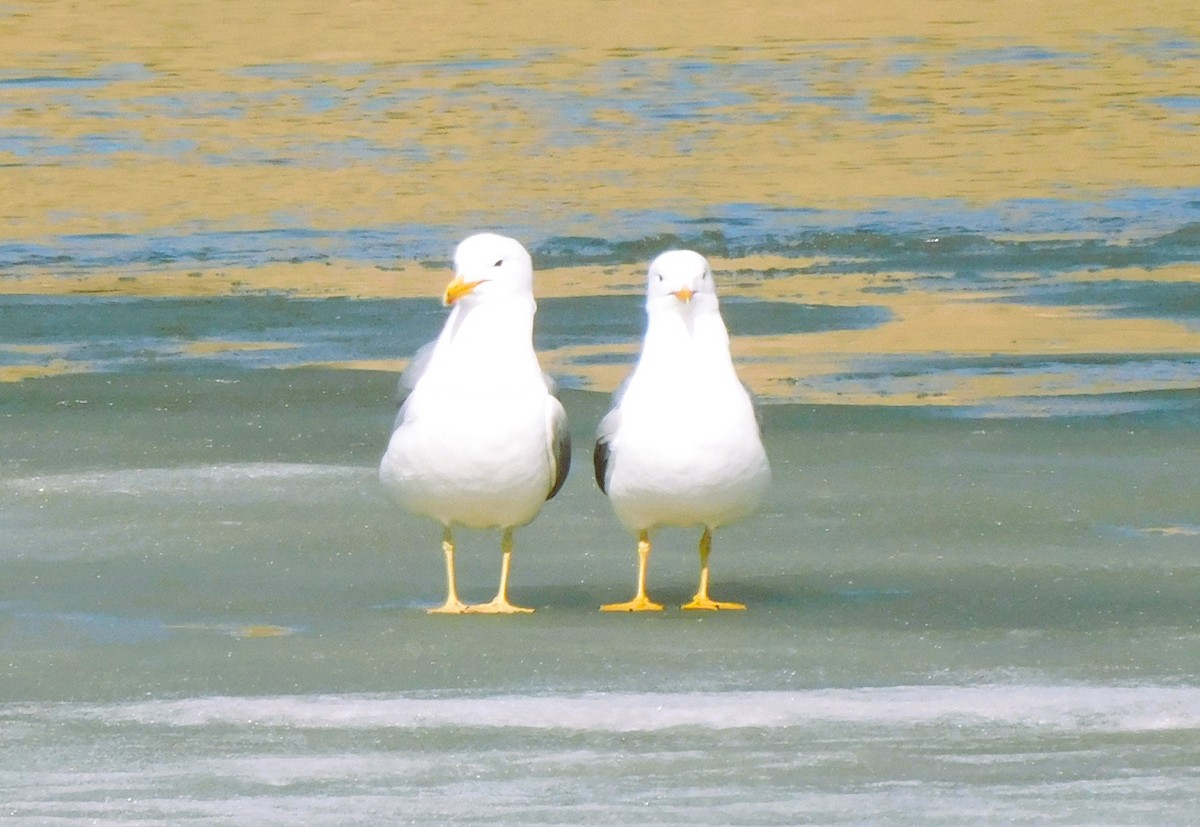 California Gull - ML617092228