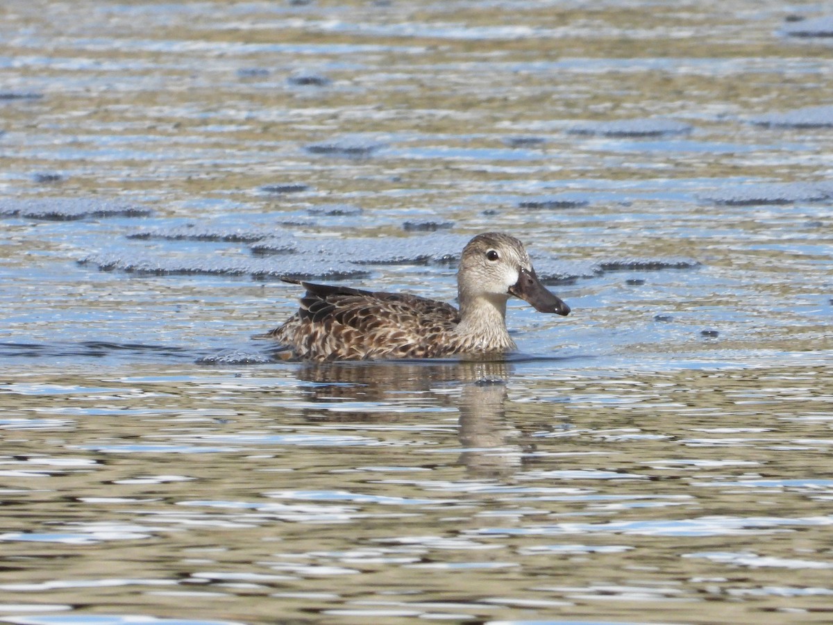 Blue-winged Teal - ML617092231