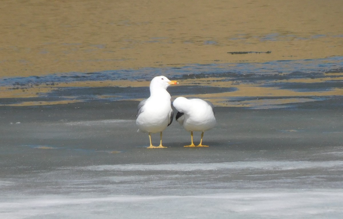 California Gull - Alfred Scott