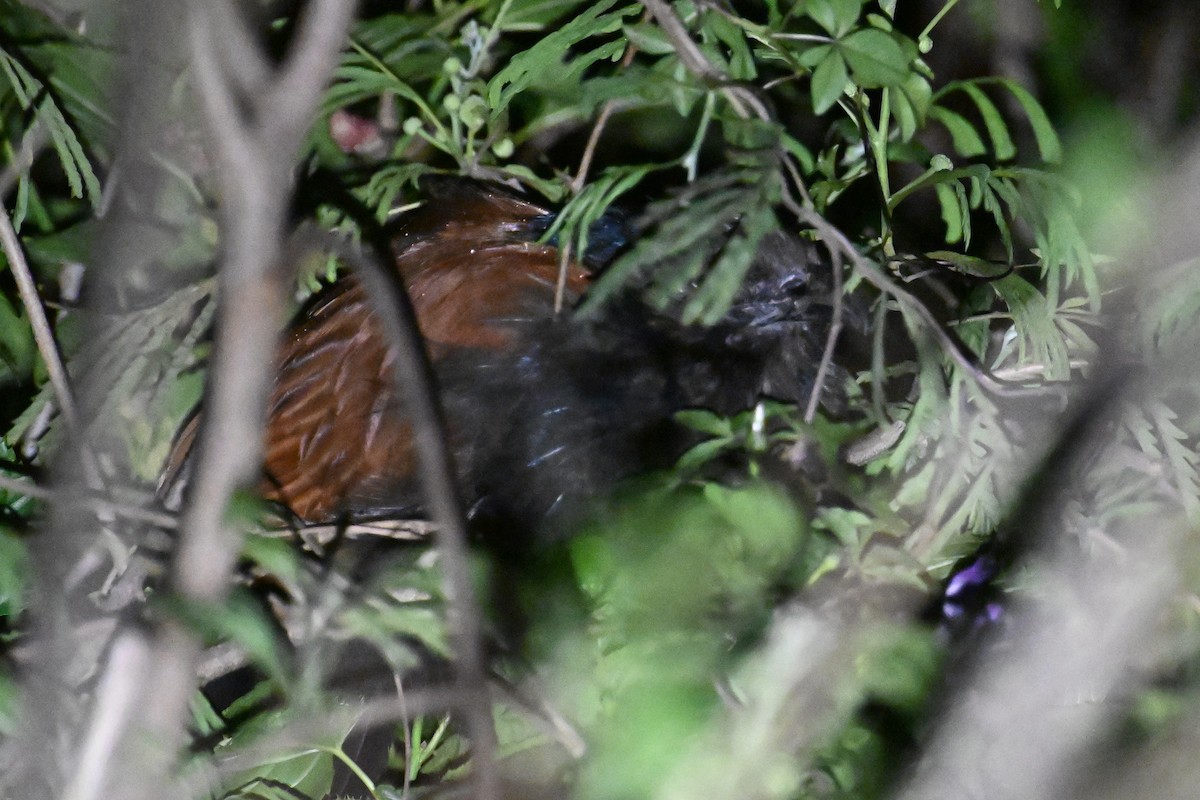 Greater Coucal (Greater) - Ting-Wei (廷維) HUNG (洪)