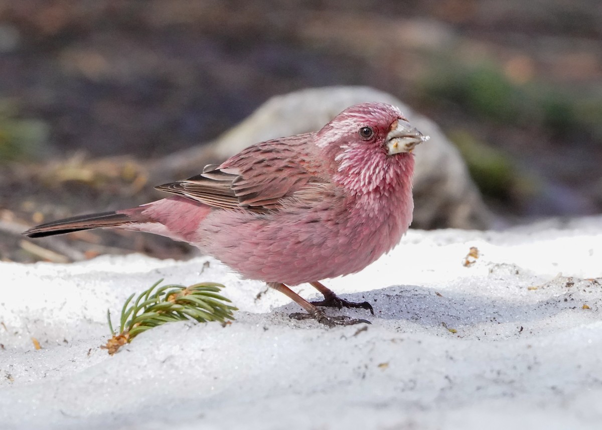 Red-mantled Rosefinch - ML617092294