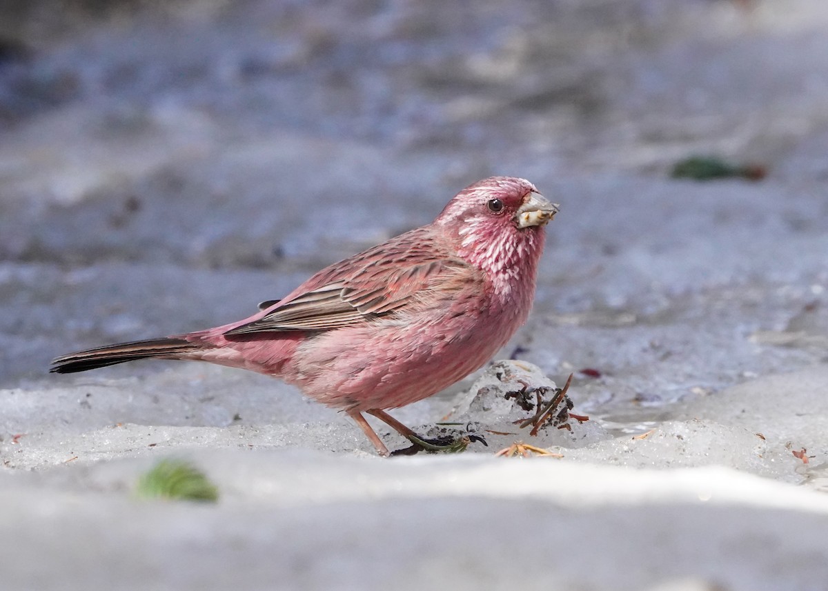 Red-mantled Rosefinch - ML617092295