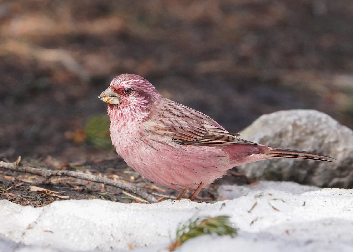 Red-mantled Rosefinch - ML617092296