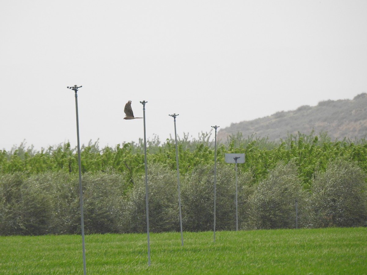 Montagu's Harrier - ML617092349