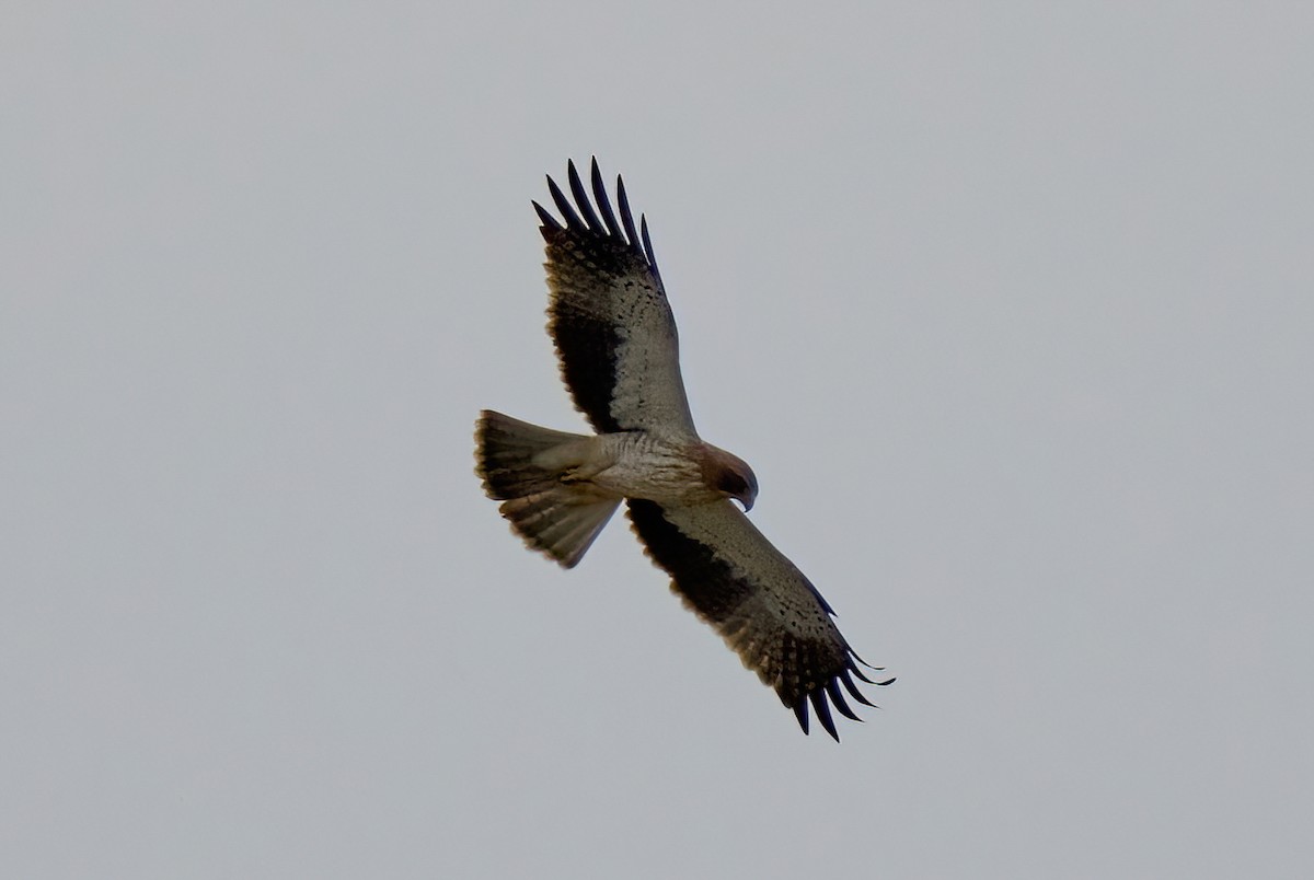 Booted Eagle - ML617092364