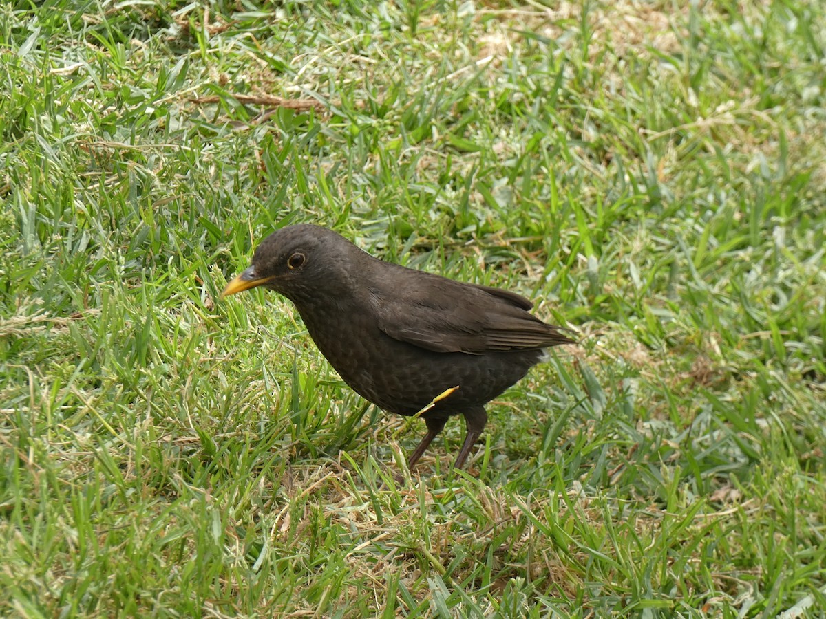 Eurasian Blackbird - José Ignacio Dies