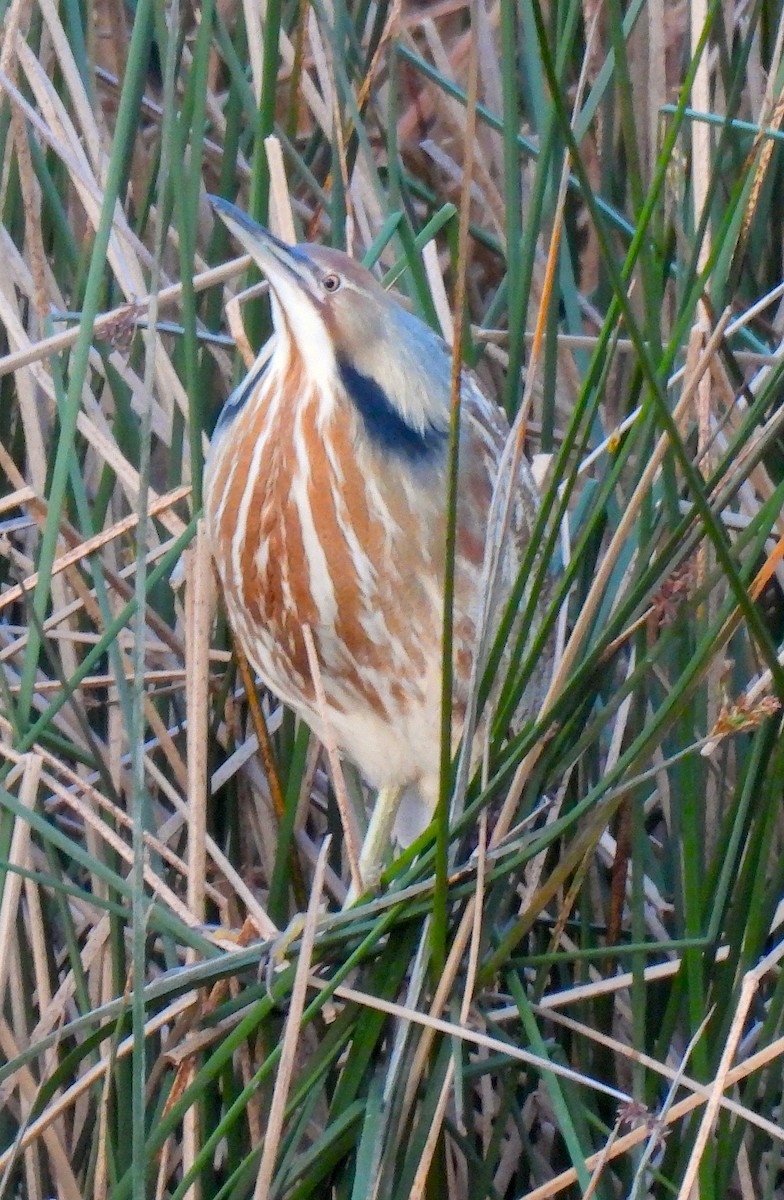 American Bittern - ML617092406