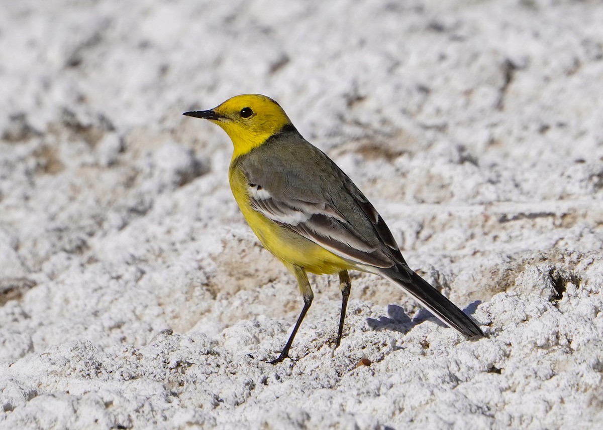 Citrine Wagtail - ML617092415