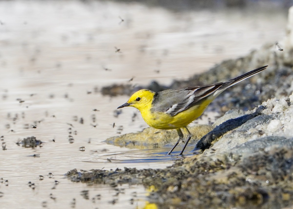 Citrine Wagtail - ML617092416