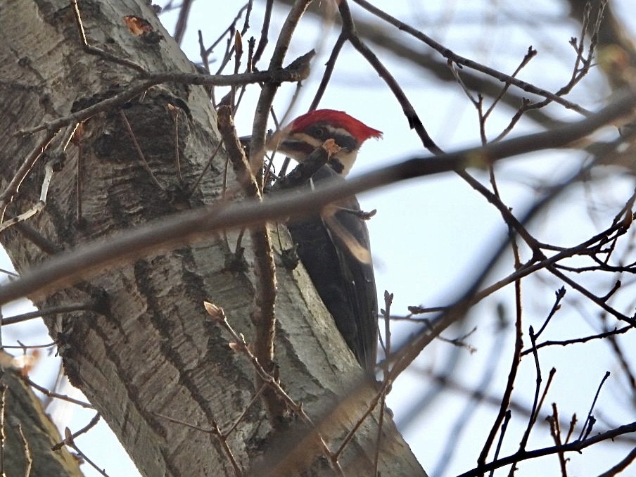 Pileated Woodpecker - ML617092424