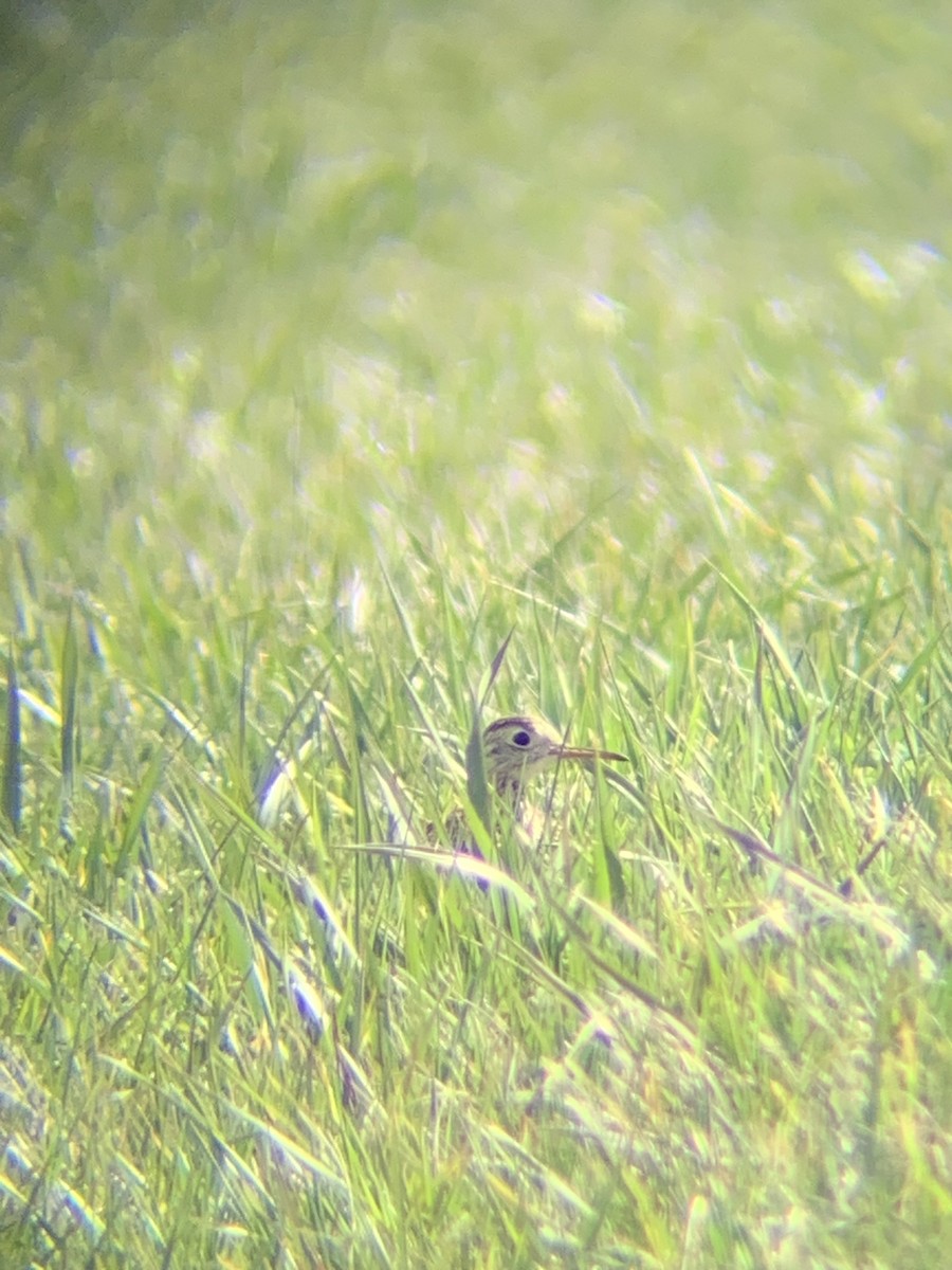 Upland Sandpiper - ML617092440