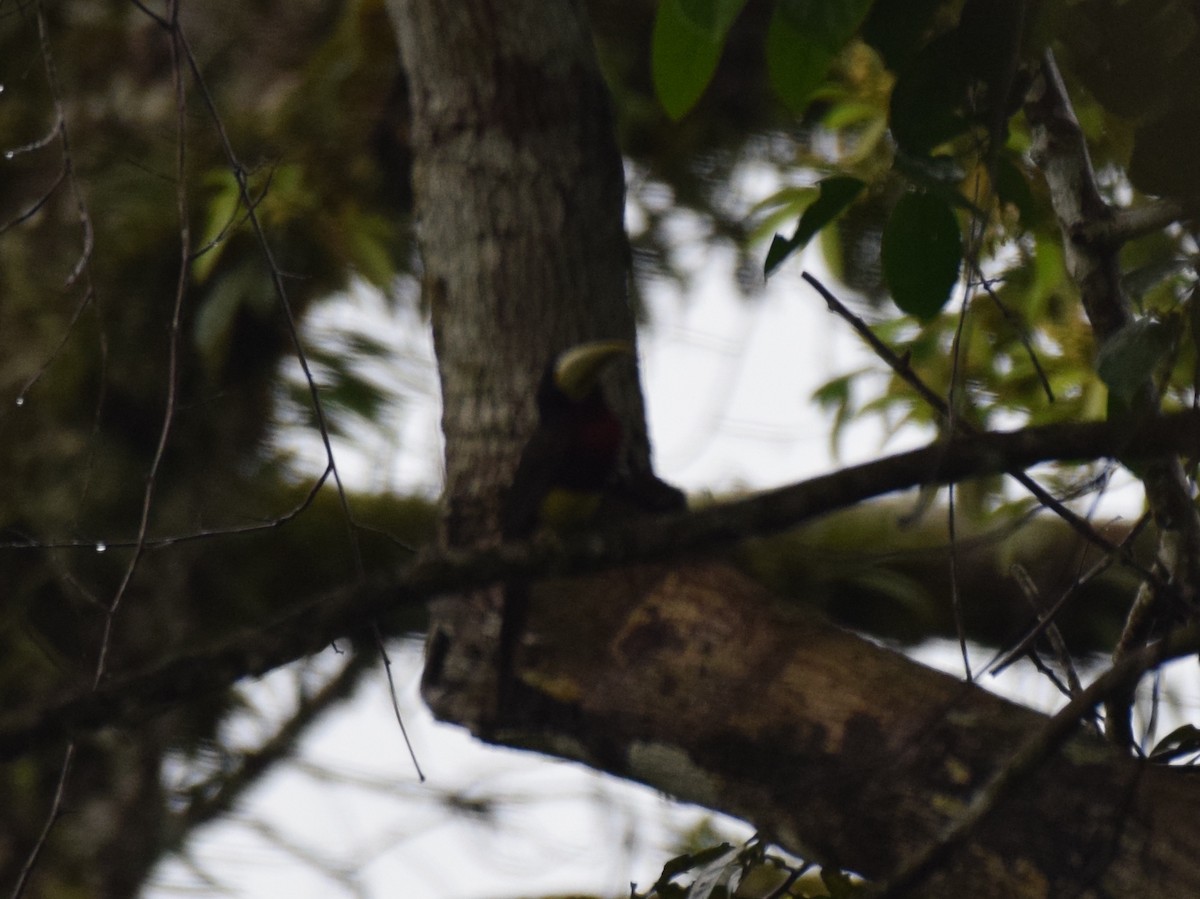 Ivory-billed Aracari - ML617092447