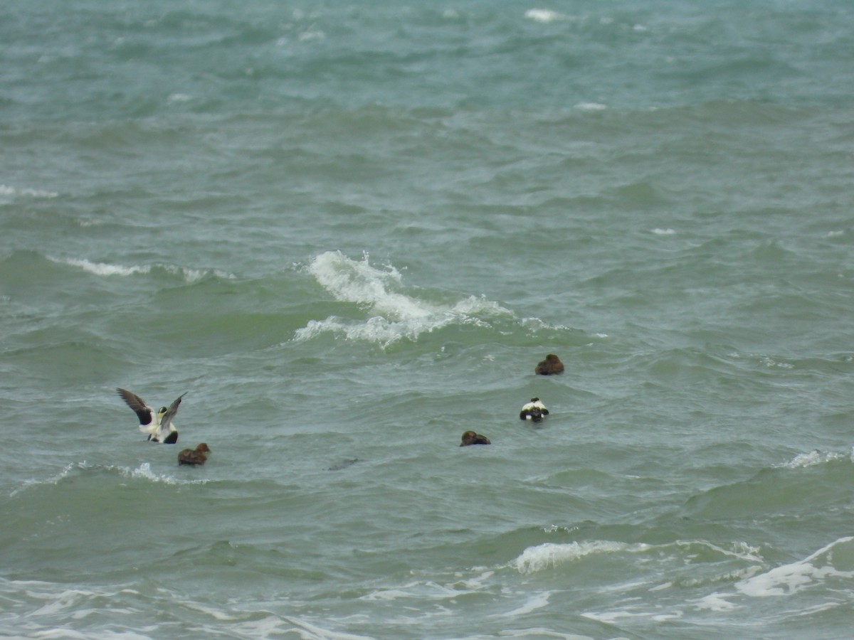 Common Eider - ML617092454