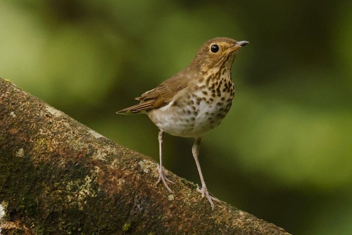 Swainson's Thrush (Olive-backed) - John Mills