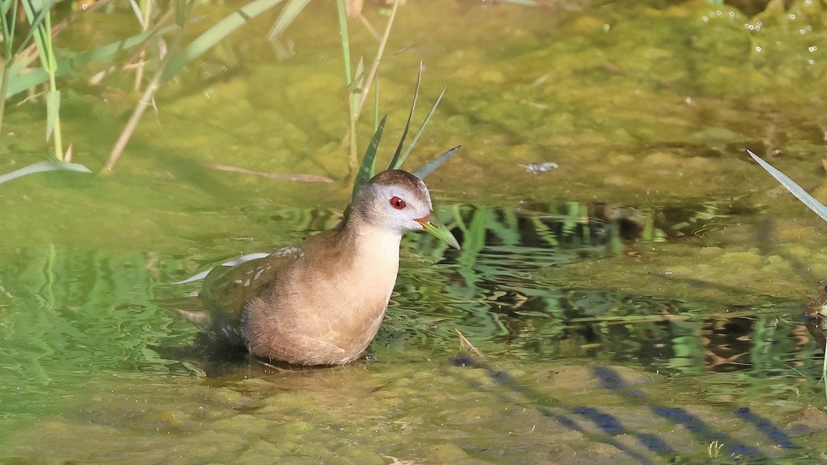 chřástal malý - ML617092508