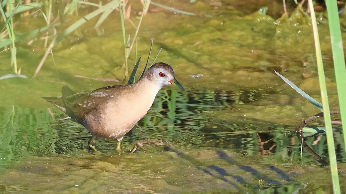 Little Crake - Tuncer Tozsin