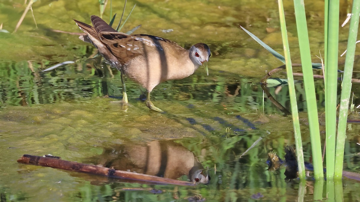 Little Crake - ML617092510