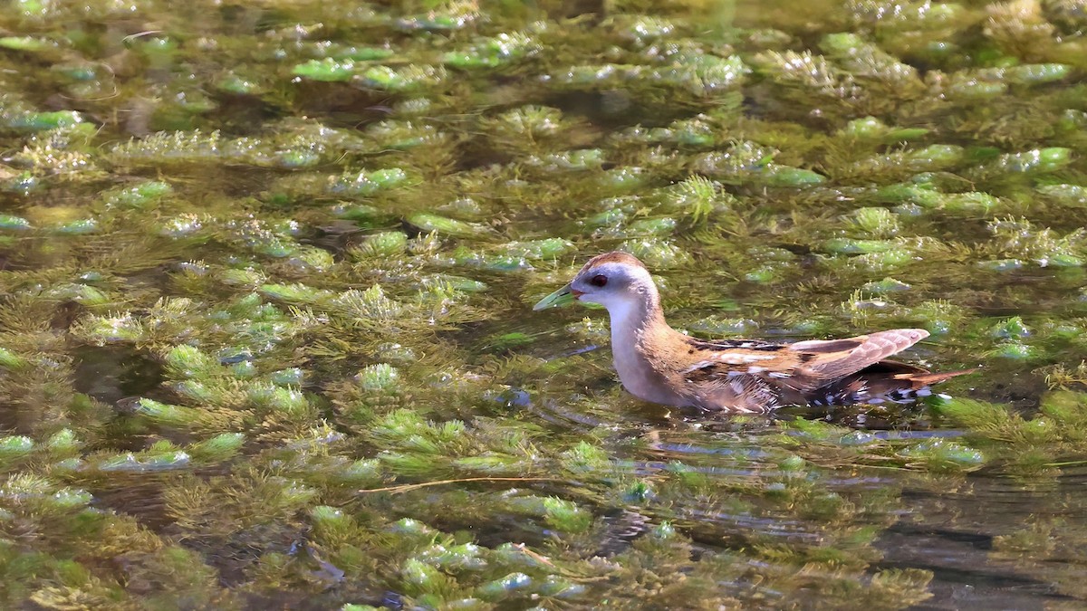 chřástal malý - ML617092511