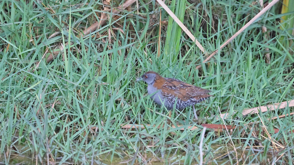 chřástal nejmenší - ML617092540