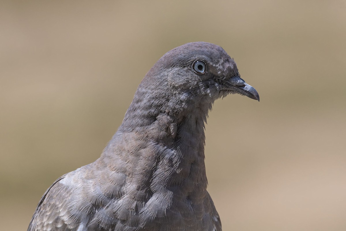 Spot-winged Pigeon - ML617092541