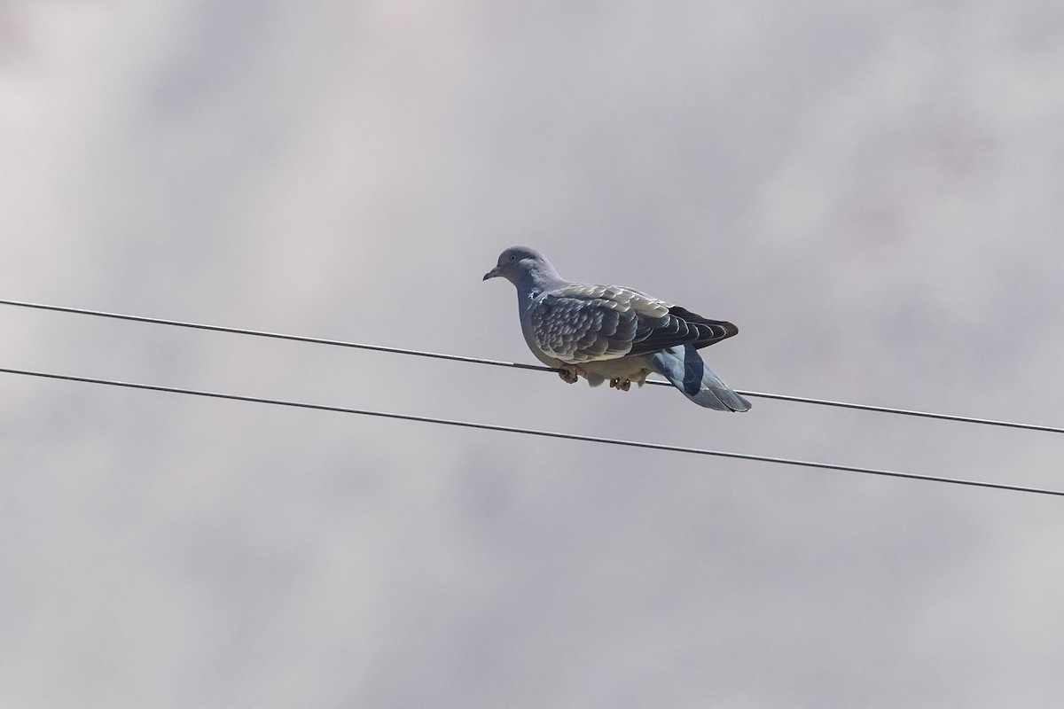 Spot-winged Pigeon - ML617092542