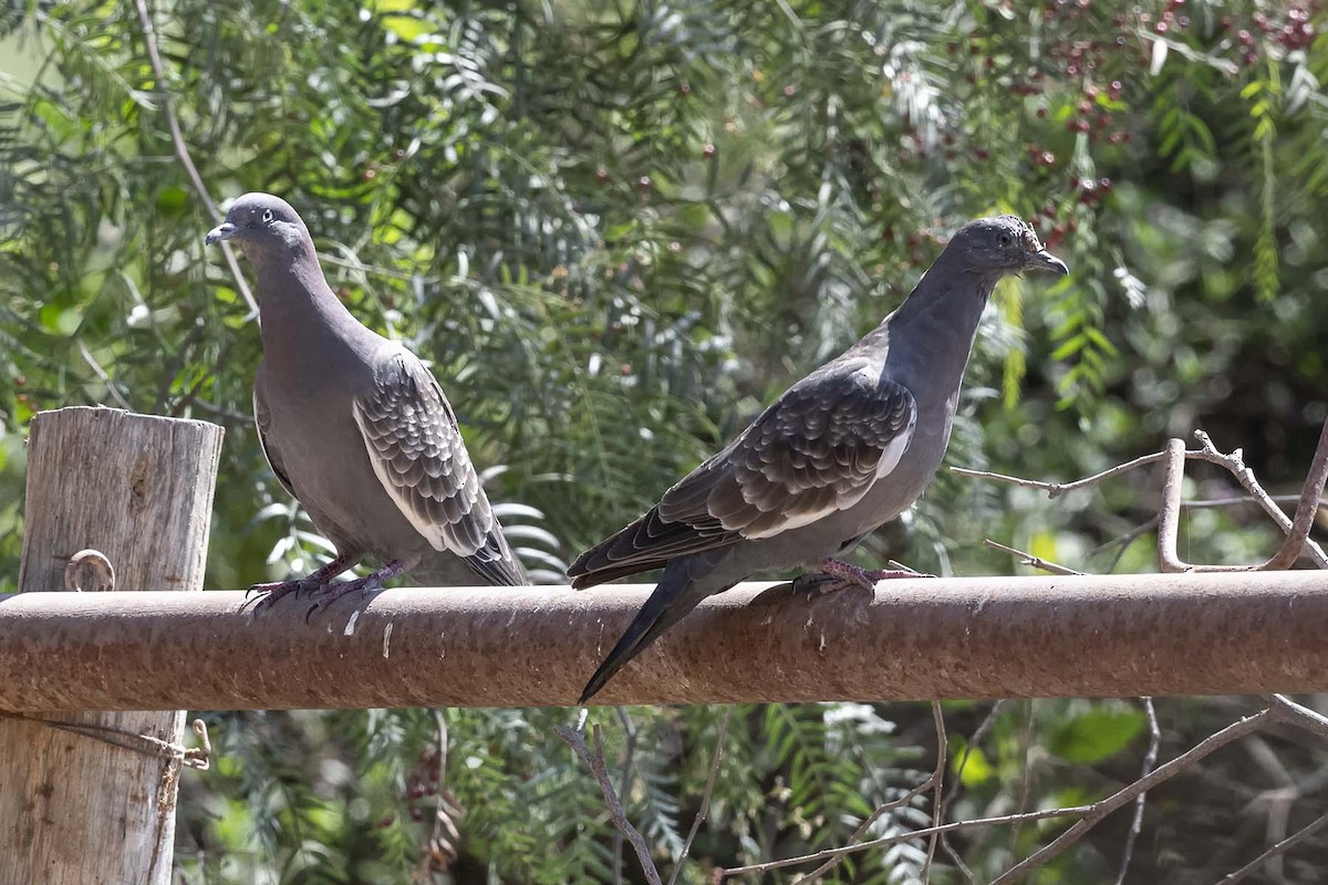 Spot-winged Pigeon - ML617092543