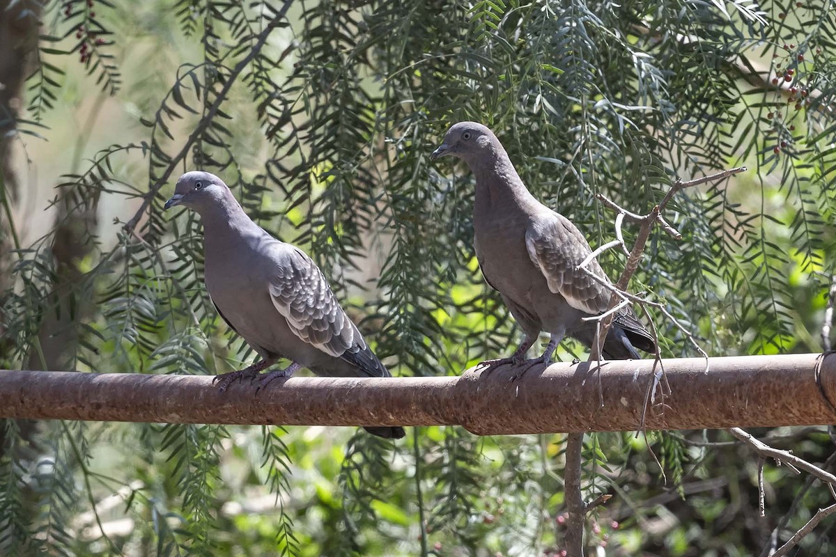 Spot-winged Pigeon - ML617092544