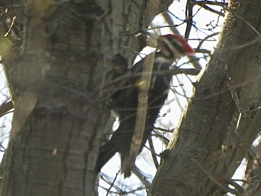 Pileated Woodpecker - ML617092560