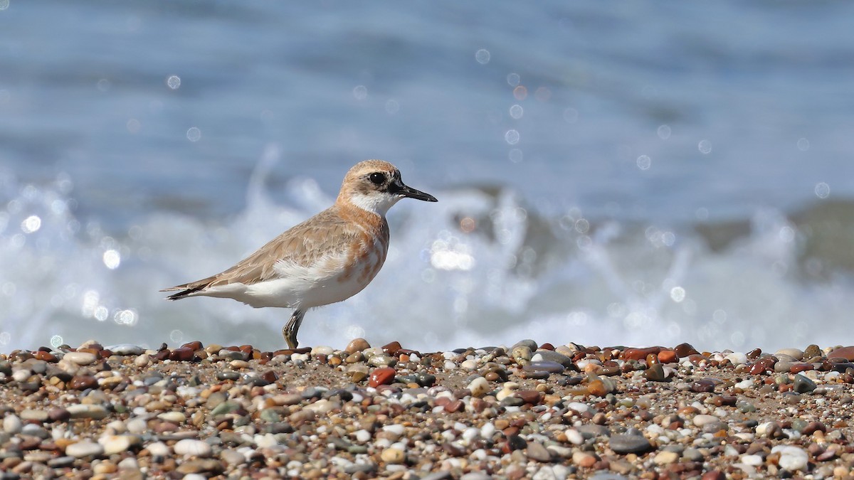 Greater Sand-Plover - Tuncer Tozsin