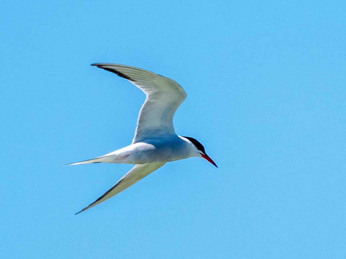 Common Tern - Darrell Lawson