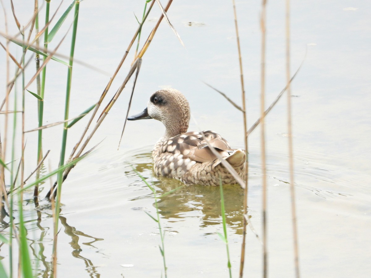 Marbled Duck - Fernando Garcia L