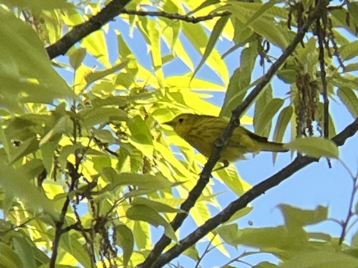 Yellow Warbler - Kevin Kubach