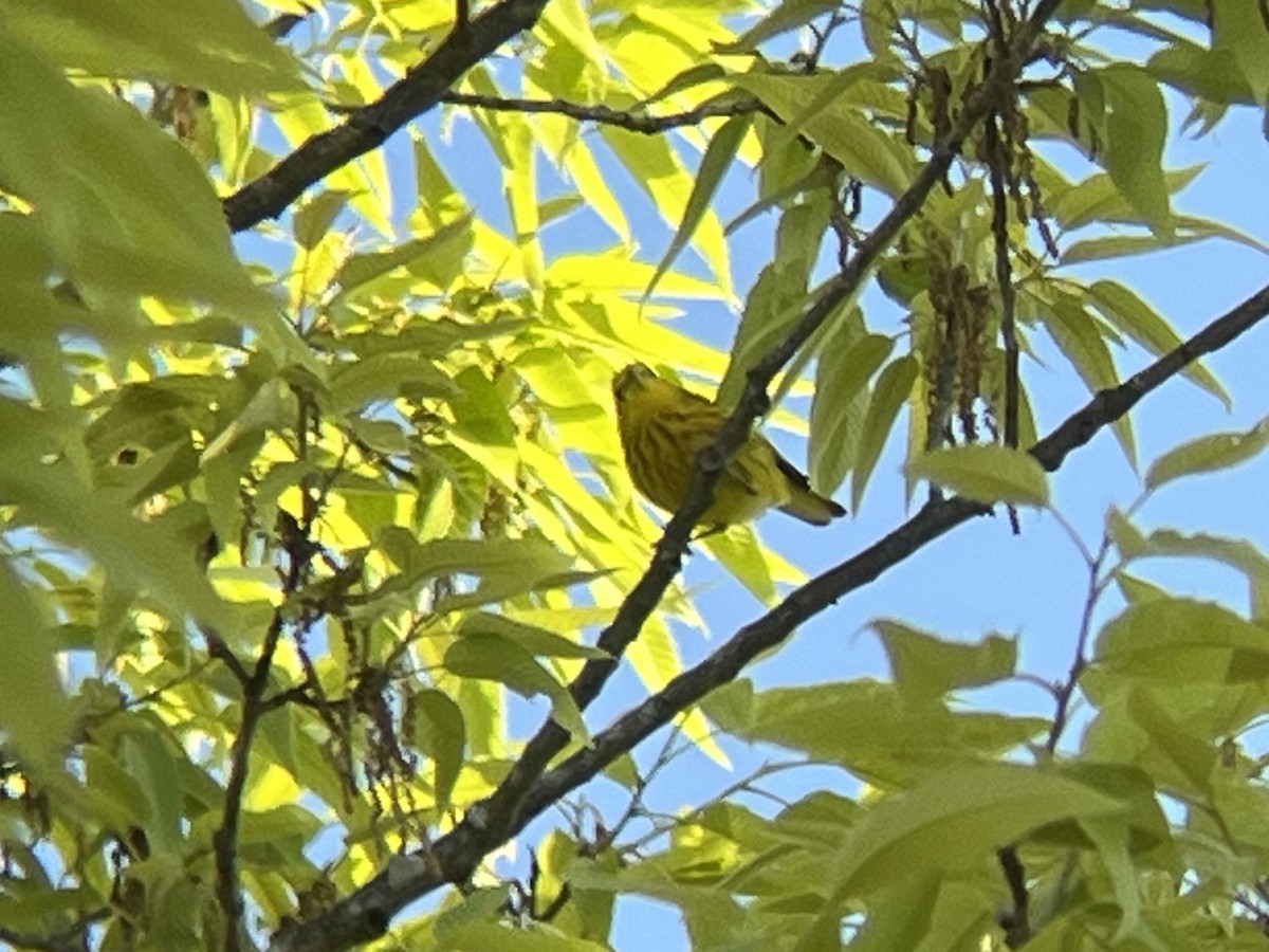 Paruline jaune - ML617092642