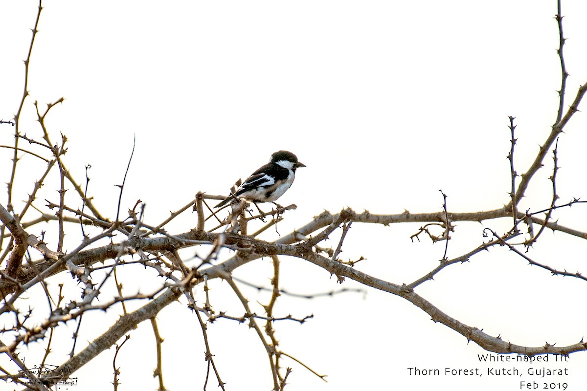 Mésange à ailes blanches - ML617092652