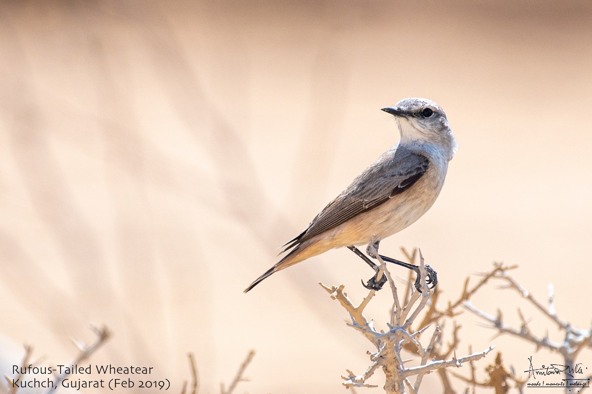 Persian Wheatear - ML617092667