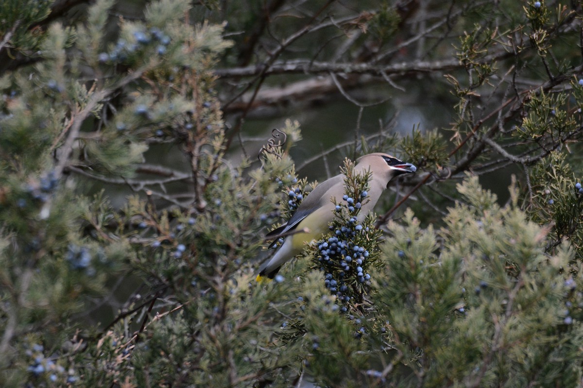 Cedar Waxwing - ML617092678