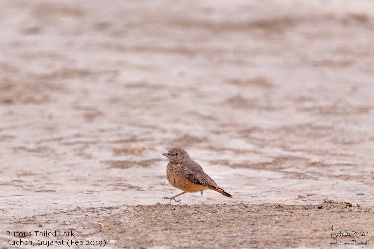 Rufous-tailed Lark - ML617092681